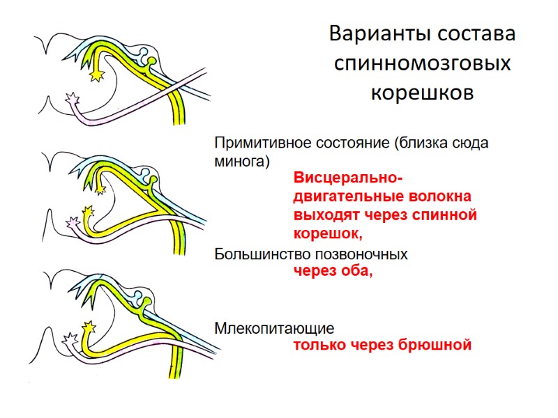 Варианты состава спинномозговых корешков Примитивное состояние (близка сюда минога)     Большинство